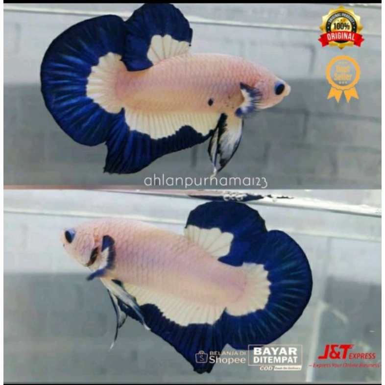 ikan cupang blue rim top grade line Thailand