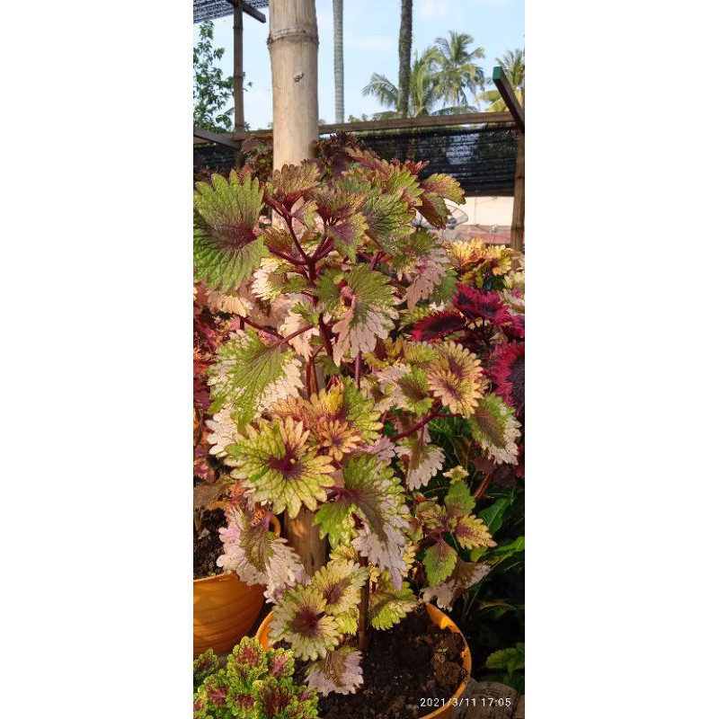 

miana coleus premium