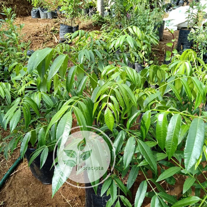 Pohon Kedondong Bibit Pohon Kedondong Tanaman Buah Kedondong