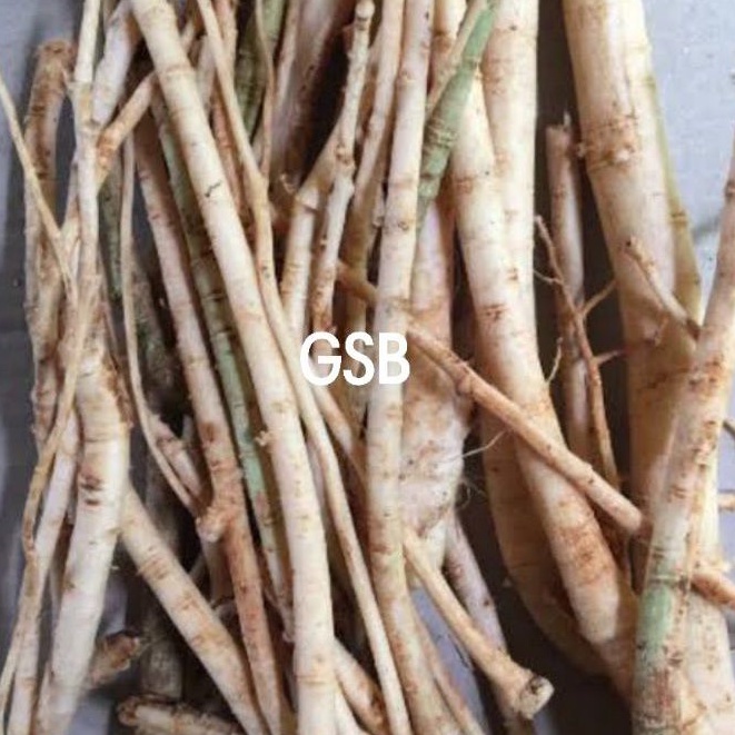 

Akar pepaya segar 500 gram / akar pohon pepaya