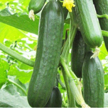 Benih Timun Jepang F1 Unggul