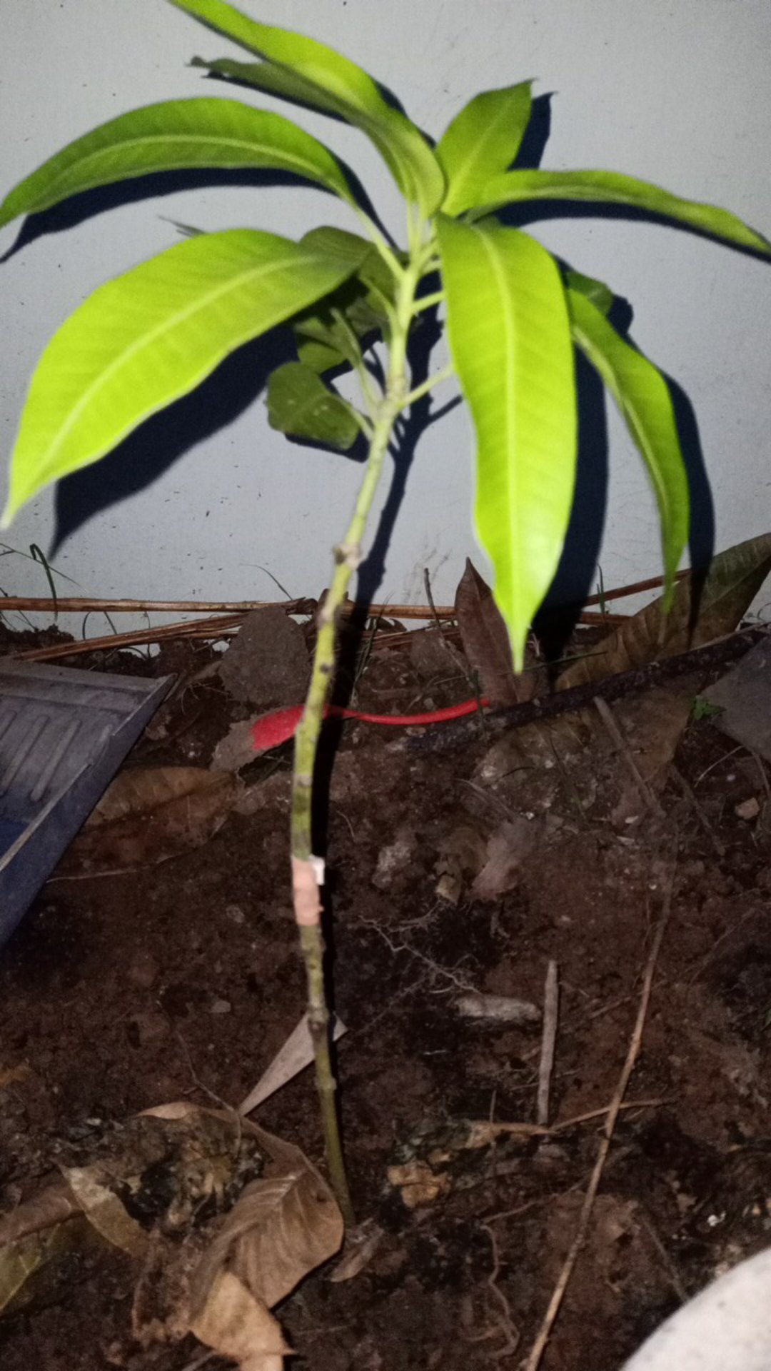 Bibit Mangga Alpukat