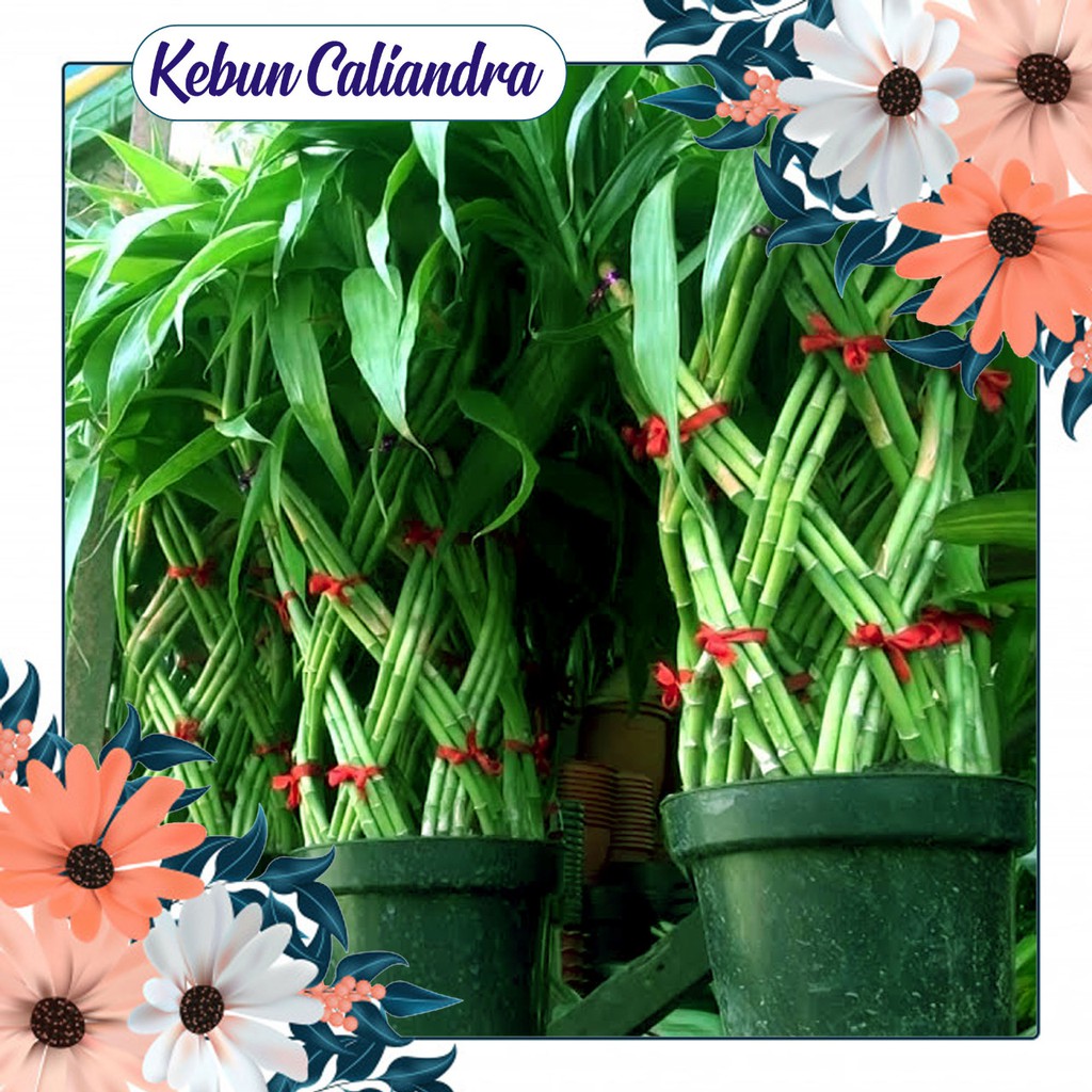 Bambu Hoki Anyam + Pot Hitam / Bambu Hoky / Sri Rejeki