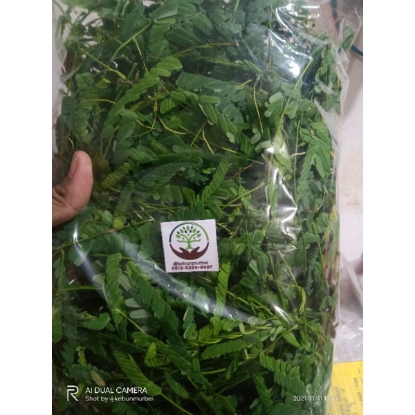 Saga Segar Daun Saga Kemasan