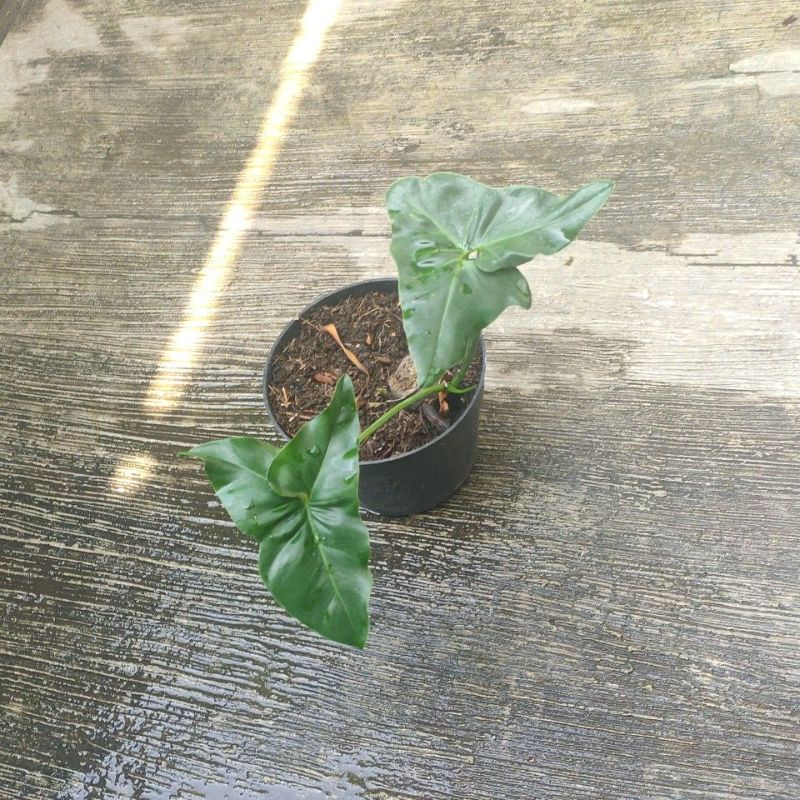 Thaumatophyllum mercy