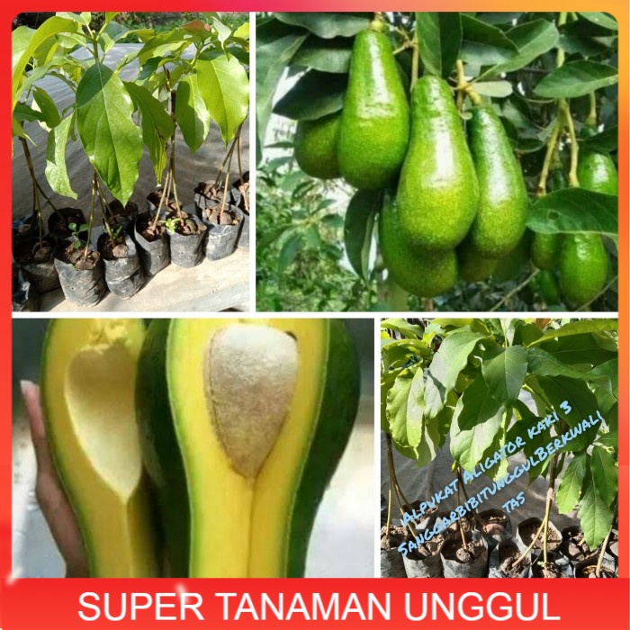 bibit tanaman buah (alpukat Aligator kaki 3) hsl sambung Cpt berbuah.