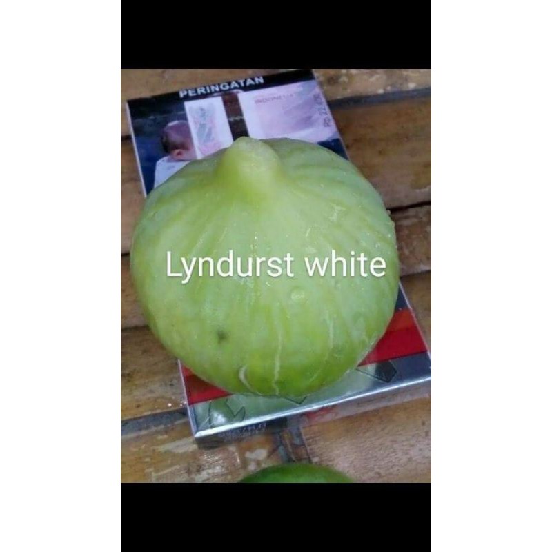 

bibit FC buah tin jenis lyndurst white