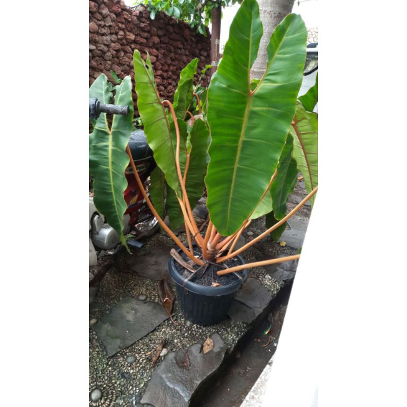 philodendron billietiae / philodendron kabel busi