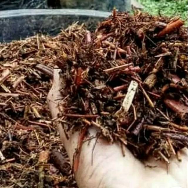 Pupuk andam serabut pakis/pakis cacah