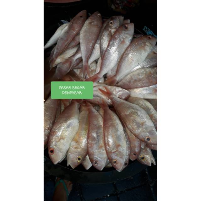 

IKAN JANGKI