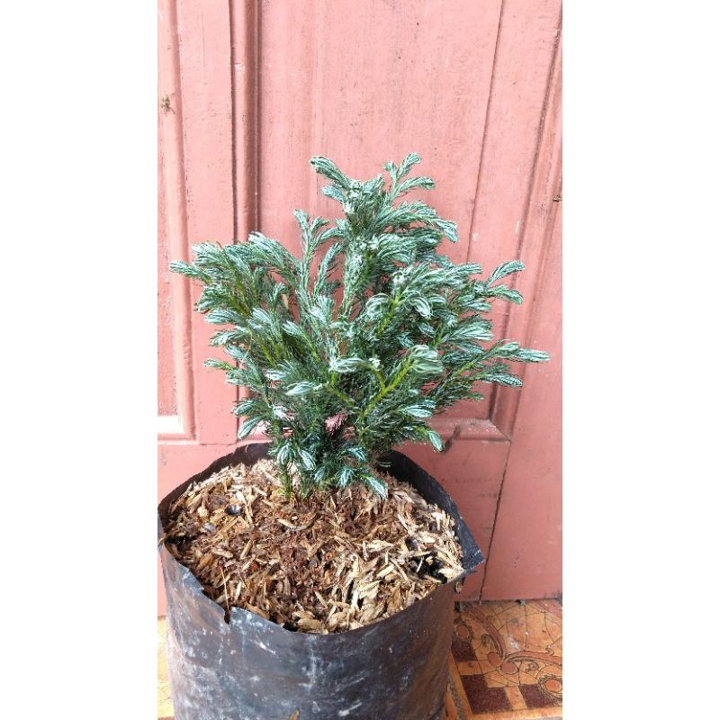 Tanaman Cemara Perak Biru (Juniperus Squamata) Blue Star- BAKUL KEMBANG