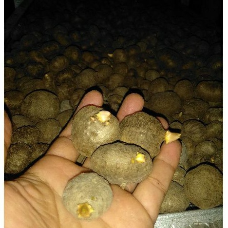 bibit porang katak super asli dorman 1 musim panen