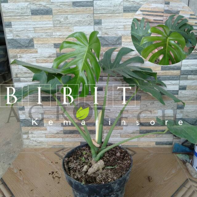 Tanaman Hias Monstera King Deliciosa