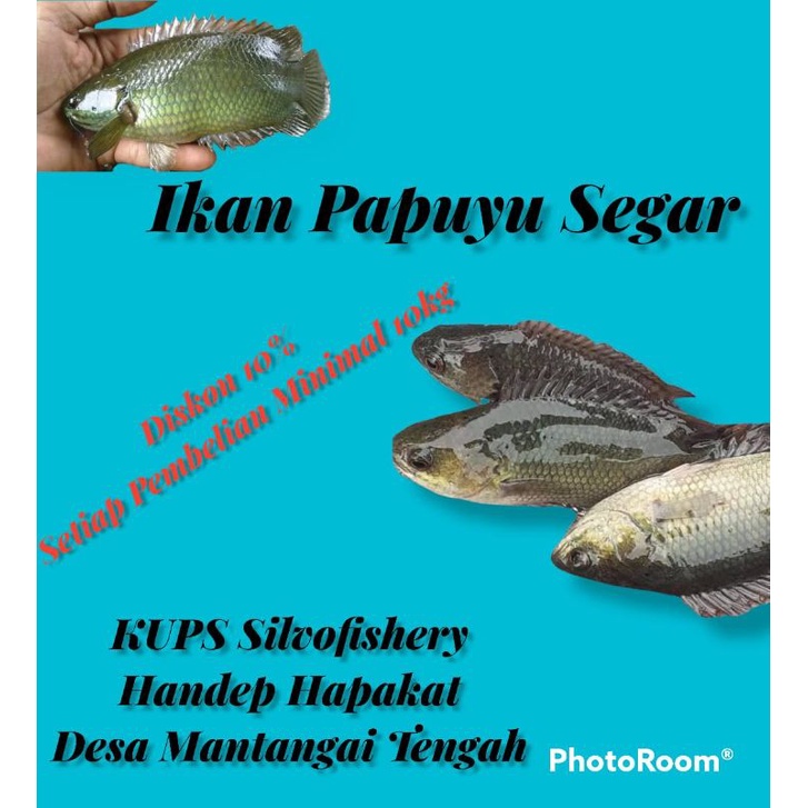 

Jual Ikan Papuyu Segar