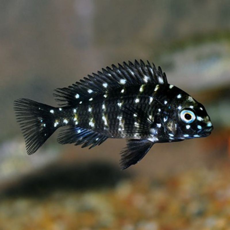 Ikan Hias Cichlid Tropheus Duboisi Aquarium