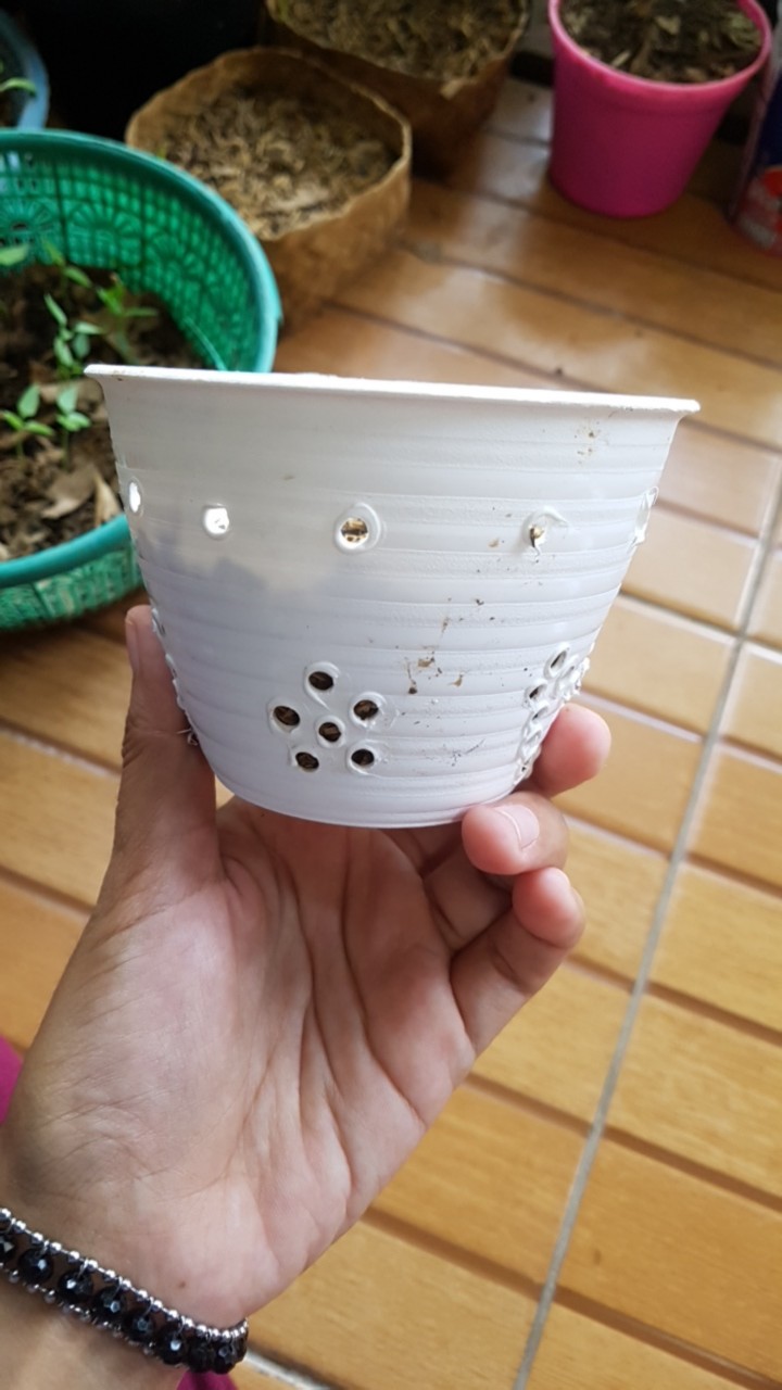 Pot Tawon Putih Mini Diameter 10cm