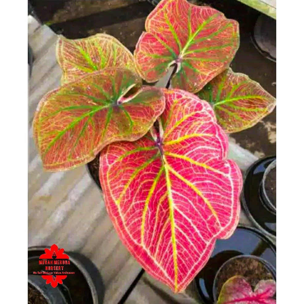 HYBRID MERAH bibit kecil caladium keladi merah merona marikago_tanaman tanaman hias kaladi