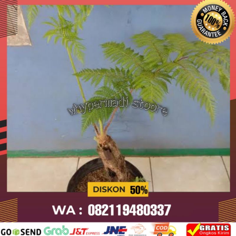 tanaman hias pakis  ekor monyet