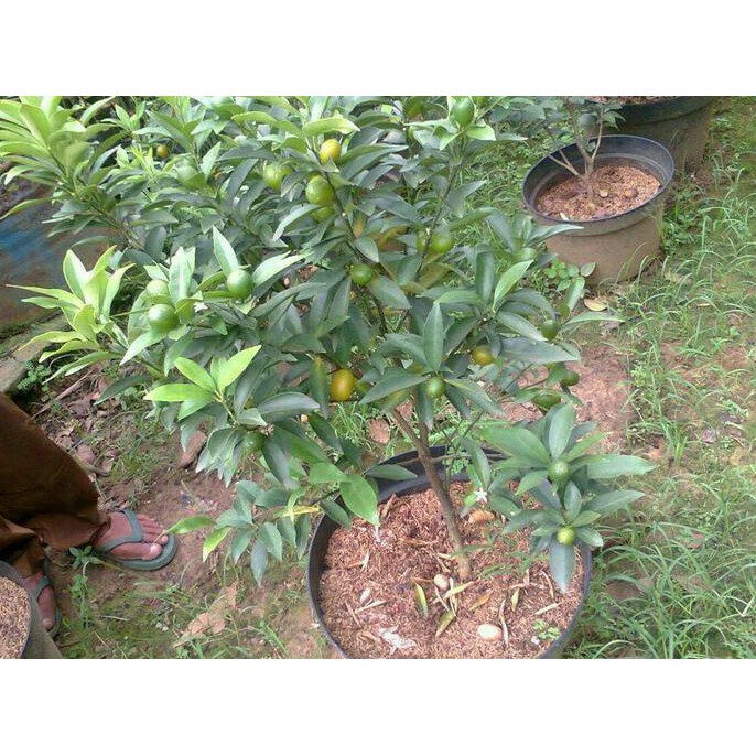 BIBIT TANAMAN BUAH JERUK NAGAMI BERBUAH ASLI