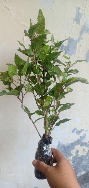 Tanaman Hias Kembang Sepatu / Bunga Hibiscus Rosa Merah (look Army Strip/ring White)