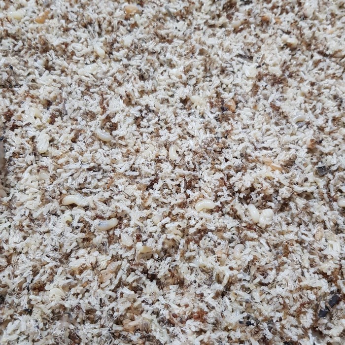 Adaire | Kroto ( telur semut ) khusus grab/ gojek instant