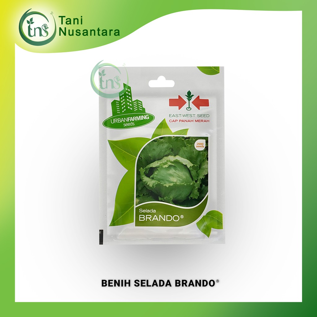 Benih Selada BRANDO Isi 2000 Seeds - Panah Merah