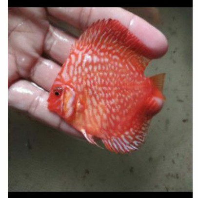 

discus red ribbon 2" up / ikan hias / aquasqape