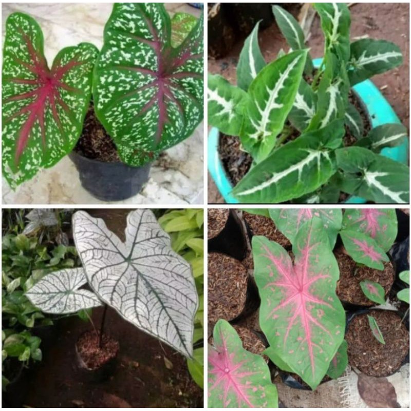 paket 4 tanaman hias keladi cantik