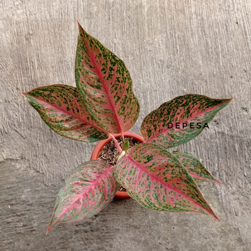 Aglonema Sexy Lia dewasa indukan