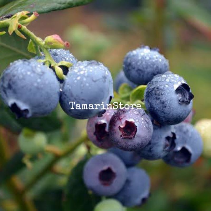 Biji Benih Buah Blueberry - ( 10 biji ) IMPORT