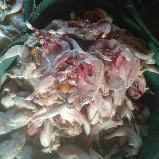 

Daging puyuh