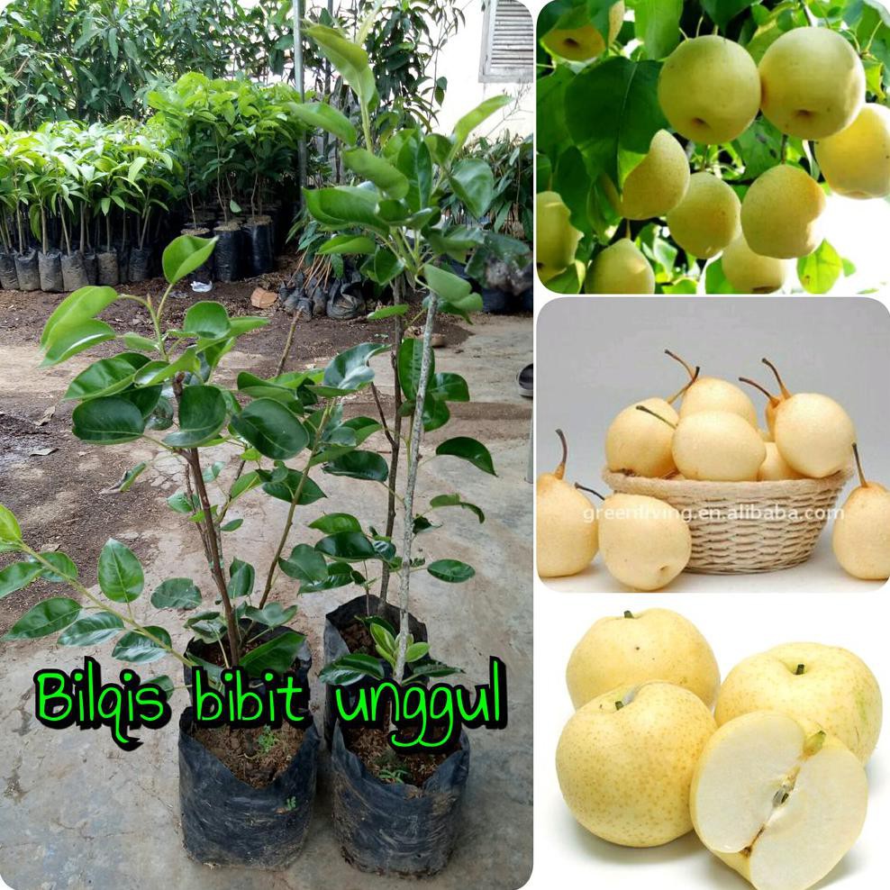 RO* BIBIT BUAH PIR ATAU PEAR MADU SUPER CANGKOK-BILQIS BIBIT RO*