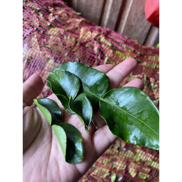 

daun jeruk purut segar / fresh / 1kg