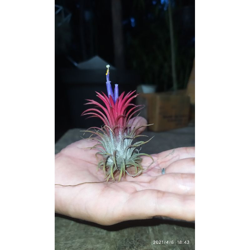 tillansida ionantha fuego tillansia tilansia air plant