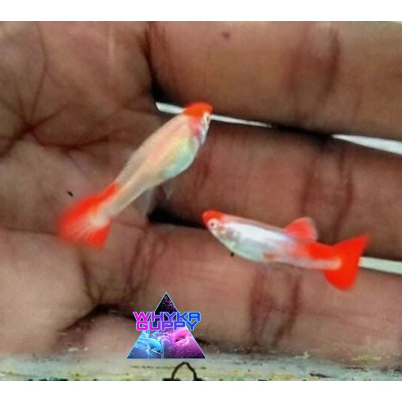 Ikan Guppy albino Platinum Koi Ikan Hias
