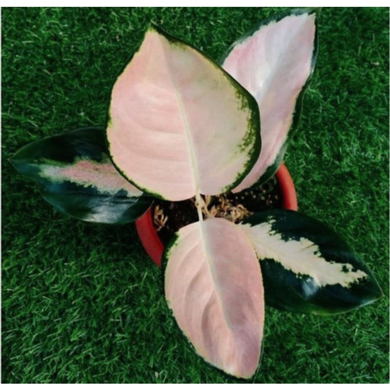 aglonema kochin cahaya//free pot yogap putih