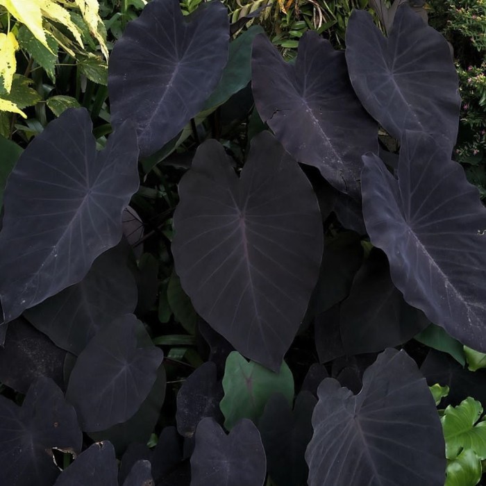 tanaman hias keladi black magic / alocasia black magic