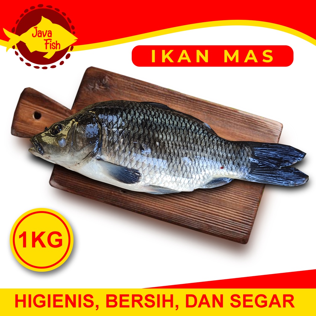 

Ikan Mas Hidup & Segar - 1 KG