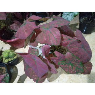 Keladi Green Spider Caladium Red Realpict Shopee Indonesia