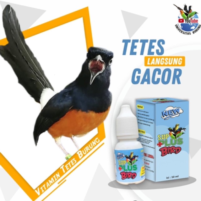 vitamin burung gacor sup plus bird