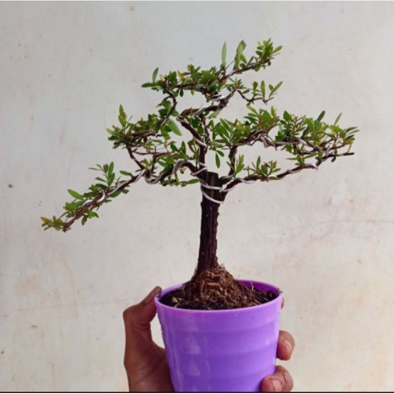 bonsai mame cendrawasih - bonsai cendrawasih
