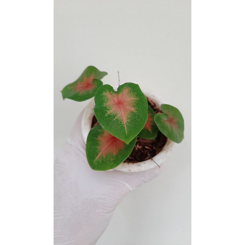 Keladi Pink / Keladi Pink Burst