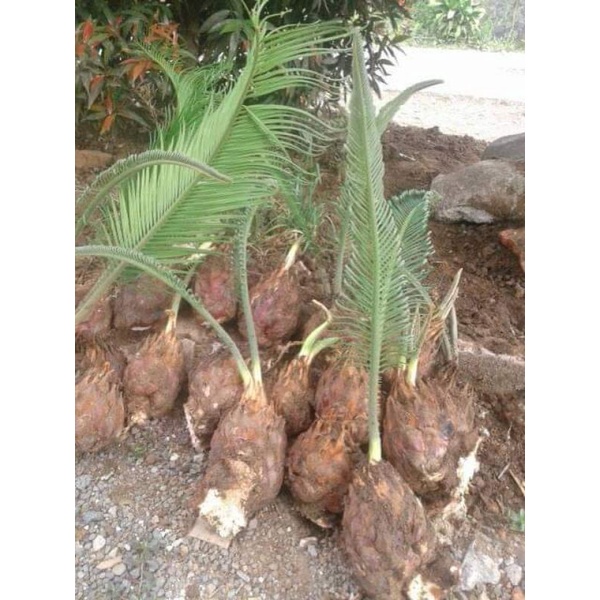 sikas mawar jambe