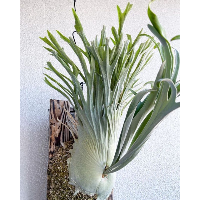 Platycerium Veitchii sp (Auburn River) Australia