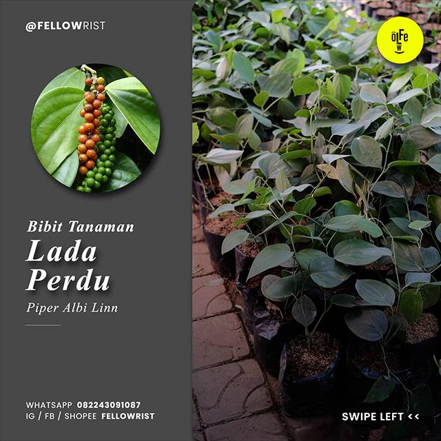 Bibit Tanaman Lada Perdu / Merica Perdu