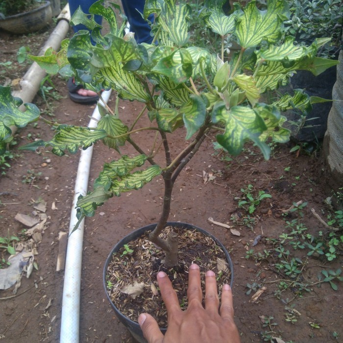 Bibit Bahan Bonsai Waru Wayang