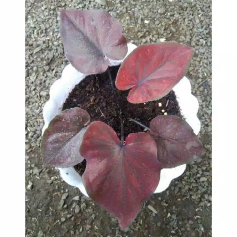 caladium dealova/ keladi dealova/ caladium import