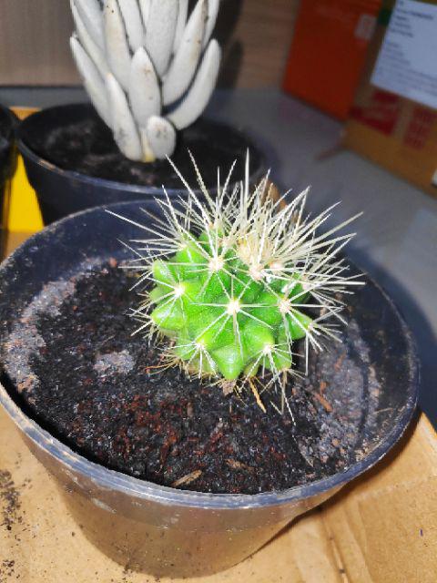 Tanaman Kaktus Hias Cactus Golden Barrel Barel