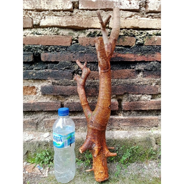 bahan bonsai loa real pict / bonsai loa fresh dongkel