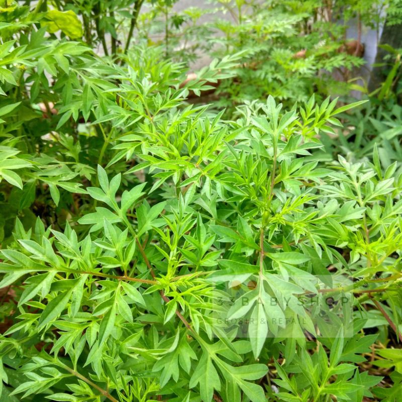 

Daun Kenikir Segar Fresh Organik Cosmos Caudatus 250 gram